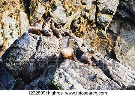 Seals resting on rocks, Kenai Fjords; Alaska, United States of America View Large Photo Image Stock Photograph - Seals resting on rocks, Kenai Fjords; Alaska, United States of America. Fotosearch