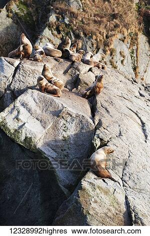 Stock Photograph - Seals resting on rocks, Kenai Fjords; Alaska, United States of America. Fotosearch