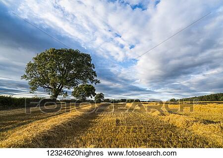 Stock Photograph - Sections of hay beside stubble on a cut field under a cloudy sky; Ravensworth, North Yorkshire, England. Fotosearch