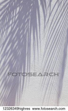 Shadow of palm leaf fronds against a white stucco wall; Honolulu, Oahu, Hawaii, United States of America View Large Photo Image Stock Photograph - Shadow of palm leaf fronds against a white stucco wall; Honolulu, Oahu, Hawaii, United States of America. Fotosearch