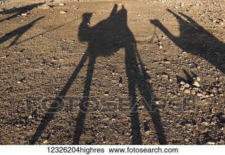 Shadows of riders on camels in the Judaean desert; Ezor Beer Sheva, South District, Israel View Large Photo Image Stock Photograph - Shadows of riders on camels in the Judaean desert; Ezor Beer Sheva, South District, Israel. Fotosearch
