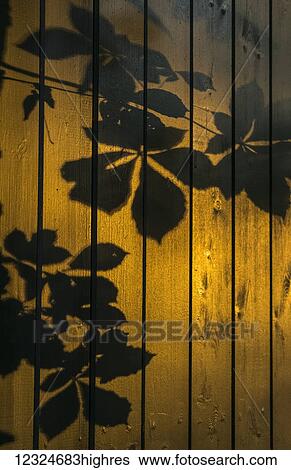Stock Photograph - Shadows of tree branches and leaves cast on a wooden fence; Gateshead, Tyne and Wear, England. Fotosearch