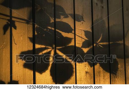 Stock Photograph - Shadows of tree branches and leaves cast on a wooden fence; Gateshead, Tyne and Wear, England. Fotosearch