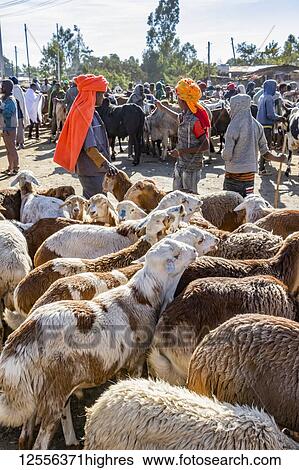 Stock Photograph - Sheep (Ovis aries) at the cattle market; Bahir Dar, Amhara Region, Ethiopia. Fotosearch