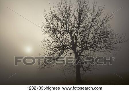 Stock Photograph - Silhouette of a tree and sunlight glowing through dense fog at sunrise; Oakfield, Nova Scotia, Canada. Fotosearch