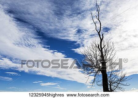 Stock Photograph - Silhouette of dead tree against a dramatic cloud formation with blue sky; Calgary, Alberta, Canada. Fotosearch