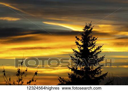 Silhouette of evergreen tree with colourful dramatic sky at sunset; Calgary, Alberta, Canada View Large Photo Image Stock Photograph - Silhouette of evergreen tree with colourful dramatic sky at sunset; Calgary, Alberta, Canada. Fotosearch