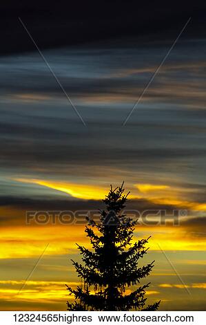 Silhouette of evergreen tree with colourful dramatic sky at sunset; Calgary, Alberta, Canada View Large Photo Image Stock Photograph - Silhouette of evergreen tree with colourful dramatic sky at sunset; Calgary, Alberta, Canada. Fotosearch