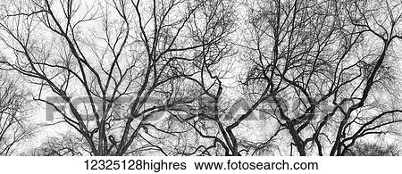 Stock Photograph - Silhouette of leafless trees against a white, cloudy sky; Alberta, Canada. Fotosearch