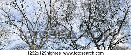 Stock Photograph - Silhouette of leafless trees against a blue sky with cloud; Alberta, Canada. Fotosearch