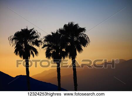 Stock Photograph - Silhouette of three palm trees at sunset with layers of mountains silhouetted in the background; Palm Springs, California, United States of America. Fotosearch