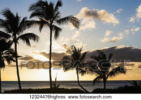Silhouetted palm trees along the coast at sunset with a view of the tranquil ocean; Hawaii, United States of America View Large Photo Image Stock Photograph - Silhouetted palm trees along the coast at sunset with a view of the tranquil ocean; Hawaii, United States of America. Fotosearch