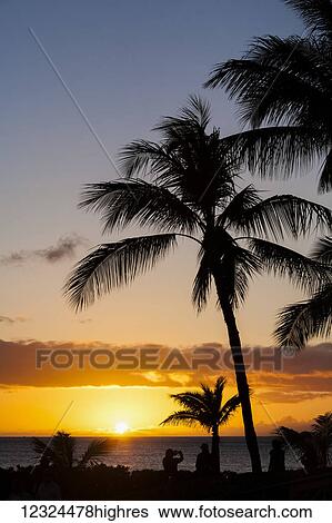 Stock Photograph - Silhouetted palm trees and tourists along the coast looking at a golden sunset and tranquil ocean; Hawaii, United States of America. Fotosearch