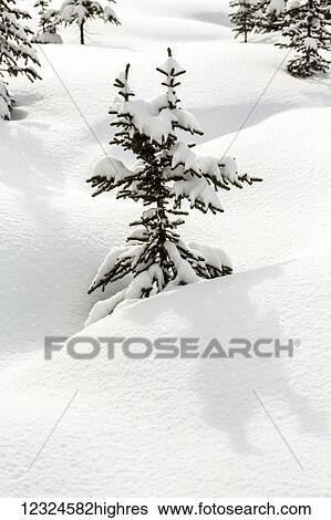 Stock Photograph - Single small evergreen tree in a snow covered rolling meadow; Kananaskis Country, Alberta, Canada. Fotosearch