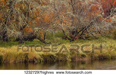 Stock Photograph - Sinister looking trees, gnarled and twisted, hung with Old Man's Beard lichen, surrounded by autumn colors, along the Mersey River in Kejimkujik National Park; Nova Scotia, Canada. Fotosearch