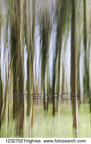 Stock Photograph - Slow shutter speed of trees in a wood; Otford, Kent, England. Fotosearch
