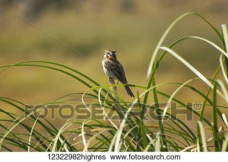 Stock Photograph - Small bird singing perched on a reed; Cordoba, Argentina. Fotosearch
