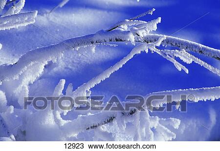Stock Image - Small branches covered with snow and frost. Fotosearch
