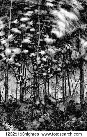 Small maple tree tossed about in strong winds, Cole Harbour Heritage Provincial Park; Nova Scotia, Canada View Large Photo Image Stock Photograph - Small maple tree tossed about in strong winds, Cole Harbour Heritage Provincial Park; Nova Scotia, Canada. Fotosearch