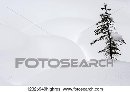Stock Photograph - Small single evergreen tree surrounded by mounds of untouched virgin snow; British Columbia, Canada. Fotosearch