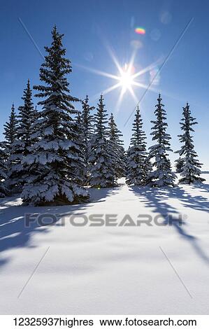 Stock Photograph - Snow covered evergreen trees on a snow covered hillside with blue sky and sun burst; Calgary, Alberta, Canada. Fotosearch