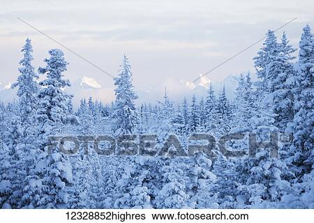 Snow covered forest under a cloudy sky with snow capped mountains in the distance; Alaska, United States of America View Large Photo Image Stock Photograph - Snow covered forest under a cloudy sky with snow capped mountains in the distance; Alaska, United States of America. Fotosearch