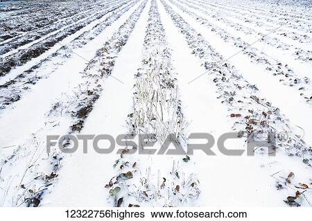 Snow covered furrows in a farm field View Large Photo Image Stock Photograph - Snow covered furrows in a farm field. Fotosearch