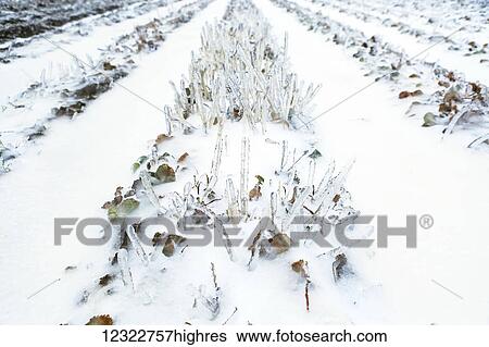 Snow covered furrows in a farm field View Large Photo Image Stock Photograph - Snow covered furrows in a farm field. Fotosearch