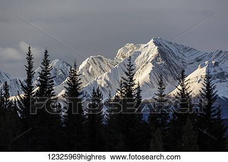 Stock Photograph - Snow covered mountains with early morning light, silhouetted forest in the foreground; Kananaskis Country, Alberta, Canada. Fotosearch