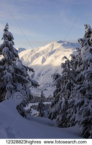 Snow covered pine trees and mountain range in winter; Alaska, United States of America View Large Photo Image Stock Photograph - Snow covered pine trees and mountain range in winter; Alaska, United States of America. Fotosearch