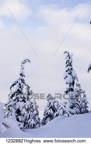 Snow covered pine trees with bending branches in winter; Alaska, United States of America View Large Photo Image Stock Photograph - Snow covered pine trees with bending branches in winter; Alaska, United States of America. Fotosearch