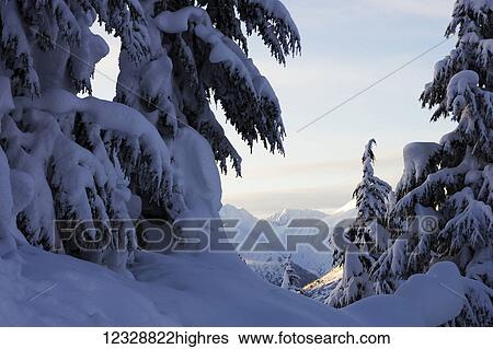 Stock Photograph - Snow covered pine trees with bending branches in winter; Alaska, United States of America. Fotosearch