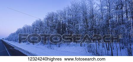 Stock Photograph - Snow covered trees along a road; Alberta, Canada. Fotosearch