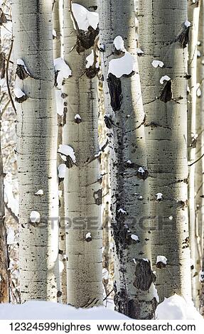 Snow covered white trunks of large Aspen trees; Invermere, British Columbia, Canada View Large Photo Image Stock Photograph - Snow covered white trunks of large Aspen trees; Invermere, British Columbia, Canada. Fotosearch
