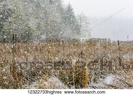 Stock Photograph - Snow falls on a cattail marsh at Lewis and Clark National Historical Park; Oregon, United States of America. Fotosearch