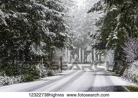 Stock Photograph - Snow falls on trees and a road in Clatsop County; Astoria, Oregon, United States of America. Fotosearch