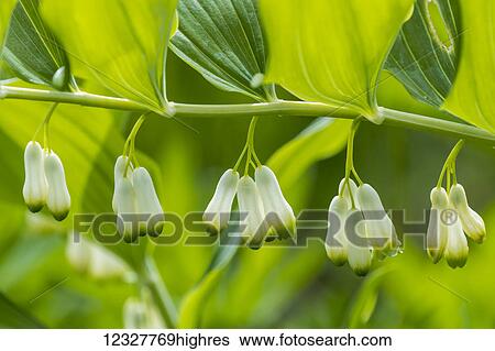 Stock Photograph - Solomon's Seal (Polygonatum) blooms; Astoria, Oregon, Unite States of America. Fotosearch