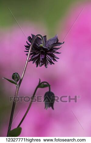 Stock Photograph - Some Columbine (Aquilegia) comes with frills; Astoria, Oregon, United States of America. Fotosearch