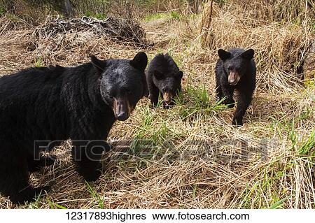 Sow Black Bear and two cubs, Southcentral Alaska, USA View Large Photo Image Stock Photograph - Sow Black Bear and two cubs, Southcentral Alaska, USA. Fotosearch