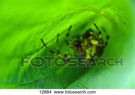Spider hiding in leaf View Large Photo Image Picture - Spider hiding in leaf. Fotosearch