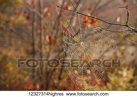 Stock Photograph - Spiderweb in a tree in autumn, near Lakeview; Nova Scotia, Canada. Fotosearch