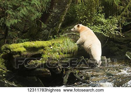 Spirit Bear climbs a log from out of a stream, Great Bear Rain Forest, British Columbia, Canada View Large Photo Image Stock Photograph - Spirit Bear climbs a log from out of a stream, Great Bear Rain Forest, British Columbia, Canada. Fotosearch