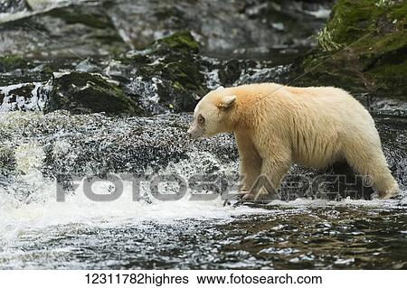 Spirit Bear fishing in a stream, Great Bear Rain Forest, British Columbia, Canada View Large Photo Image Stock Photograph - Spirit Bear fishing in a stream, Great Bear Rain Forest, British Columbia, Canada. Fotosearch
