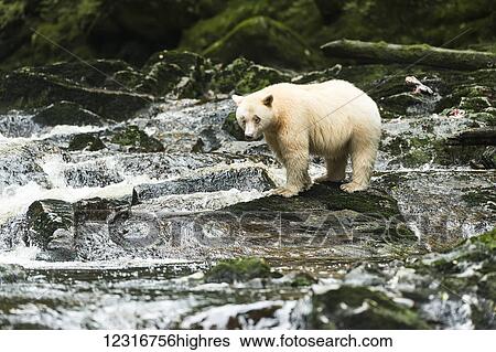 Stock Photograph - Spirit Bear fishing in a stream, Great Bear Rain Forest, British Columbia, Canada. Fotosearch