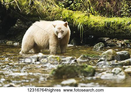Spirit Bear fishing in a stream, Great Bear Rain Forest, British Columbia, Canada View Large Photo Image Stock Photograph - Spirit Bear fishing in a stream, Great Bear Rain Forest, British Columbia, Canada. Fotosearch