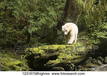 Stock Photograph - Spirit bear walking on a log in the Great Bear Rain forest, Gribbell Island, British Columbia, Canada. Fotosearch