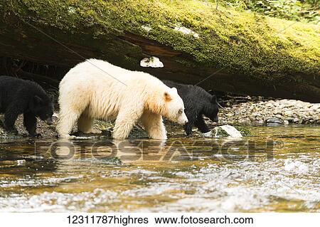 Stock Photograph - Spirit Bear with two black cubs, Great Bear Rainforest, British Columbia, Canada. Fotosearch