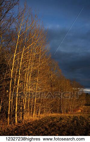 Stock Photograph - Spotlighted aspens bordering an old field; Nova Scotia, Canada. Fotosearch