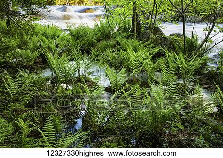 Spring cinnamon ferns at the flooded edge of the Liscomb river, near the boundary of the Liscomb Game Sanctuary; Nova Scotia, Canada View Large Photo Image Stock Photograph - Spring cinnamon ferns at the flooded edge of the Liscomb river, near the boundary of the Liscomb Game Sanctuary; Nova Scotia, Canada. Fotosearch