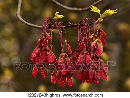 Spring red maple seeds and new sprouting leaves with raindrops; Bedford, Nova Scotia, Canada View Large Photo Image Stock Photograph - Spring red maple seeds and new sprouting leaves with raindrops; Bedford, Nova Scotia, Canada. Fotosearch